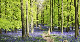 Bluebell Wood
