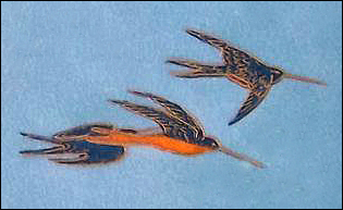 TREE & SWALLOW swallows