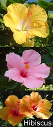 Hibiscus flowers
