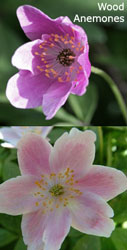 Wood Amenone flowers