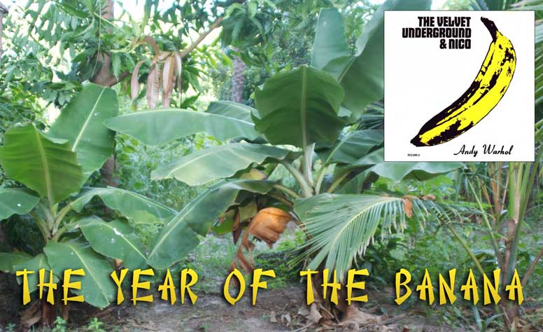 The year of the banana